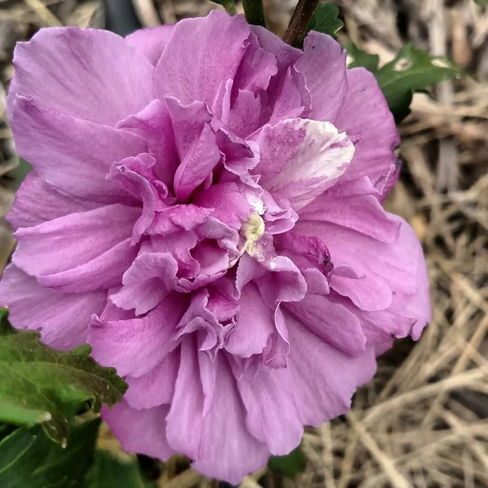 FRENCH CABARET™ PURPLE ALTHEA 5 FRENCH CABARET™ PURPLE ALTHEA - Image 3