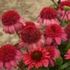 DOUBLE DIPPED™ WATERMELON SUGAR CONEFLOWER -SOONER PLANT FARM Sales DETA2 5371