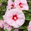 SUMMERIFIC® ALL EYES ON ME HARDY HIBISCUS -SOONER PLANT FARM Sales DETA2 5381
