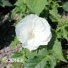 MARSHMALLOW MOON HARDY HIBISCUS -SOONER PLANT FARM Sales DETA2 5382