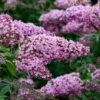 PINK CASCADE II BUTTERFLY BUSH -SOONER PLANT FARM Sales DETA2 5404