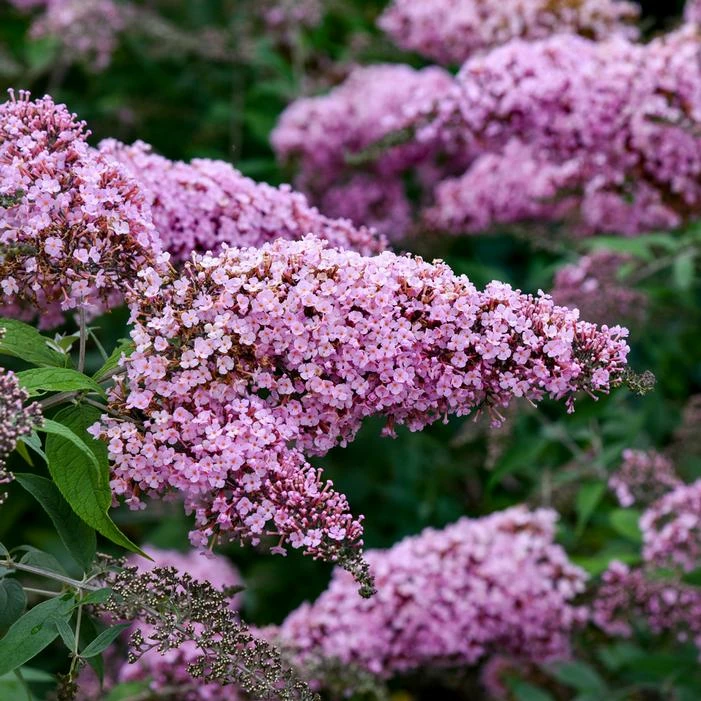 PINK CASCADE II BUTTERFLY BUSH 3 PINK CASCADE II BUTTERFLY BUSH