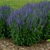BLUE SKYWALKER SPEEDWELL -SOONER PLANT FARM Sales DETA2 5408