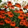 SOMBRERO® ADOBE ORANGE CONEFLOWER -SOONER PLANT FARM Sales DETA2 5421