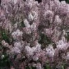 DREAM CLOUD™ MANCHURIAN LILAC -SOONER PLANT FARM Sales DETA2 5425