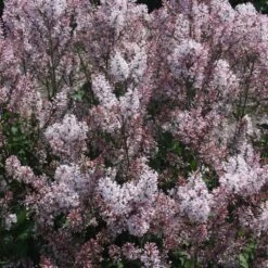 DREAM CLOUD™ MANCHURIAN LILAC