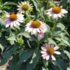 BUTTERFLY™ PINK SKIPPER CONEFLOWER 1 BUTTERFLY™ PINK SKIPPER CONEFLOWER -SOONER PLANT FARM Sales DETA2 5444