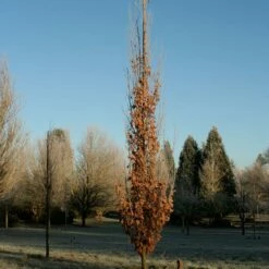 SKINNY GENES® OAK -SOONER PLANT FARM Sales DETA2 5456