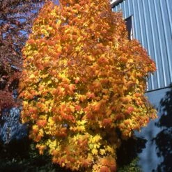 APOLLO® SUGAR MAPLE 7 APOLLO® SUGAR MAPLE -SOONER PLANT FARM Sales DETA2 5467