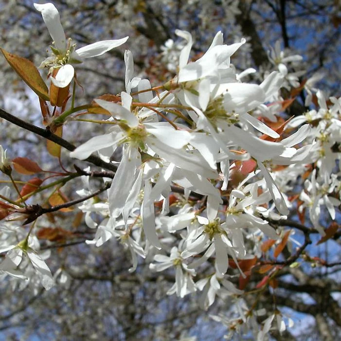SPRING FLURRY® SERVICEBERRY 6 SPRING FLURRY® SERVICEBERRY - Image 4