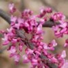 HEART'S DESIRE™ REDBUD -SOONER PLANT FARM Sales DETA2 5471