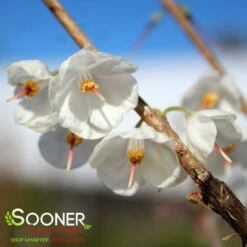 WEDDING BELLS SILVERBELL