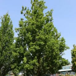 STREETSPIRE® OAK -SOONER PLANT FARM Sales DETA2 5475