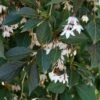NIGHTFALL® WEEPING JAPANESE SNOWBELL -SOONER PLANT FARM Sales DETA2 5476