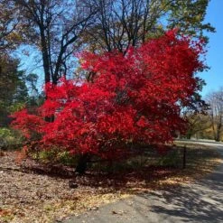 MORNING STARBURST™ VINE MAPLE 11 MORNING STARBURST™ VINE MAPLE -SOONER PLANT FARM Sales DETA2 5478