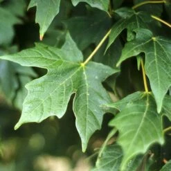 LEGACY® SUGAR MAPLE 7 LEGACY® SUGAR MAPLE -SOONER PLANT FARM Sales DETA2 5479