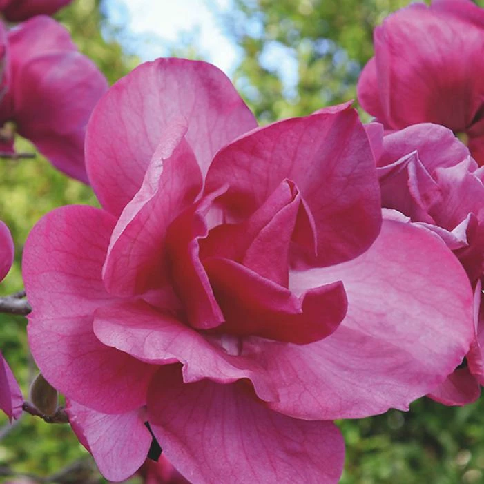 FELIX JURY® MAGNOLIA 4 FELIX JURY® MAGNOLIA - Image 2