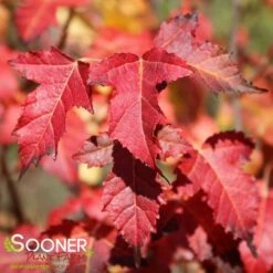 FLAME AMUR MAPLE 5 FLAME AMUR MAPLE -SOONER PLANT FARM Sales DETA2 55