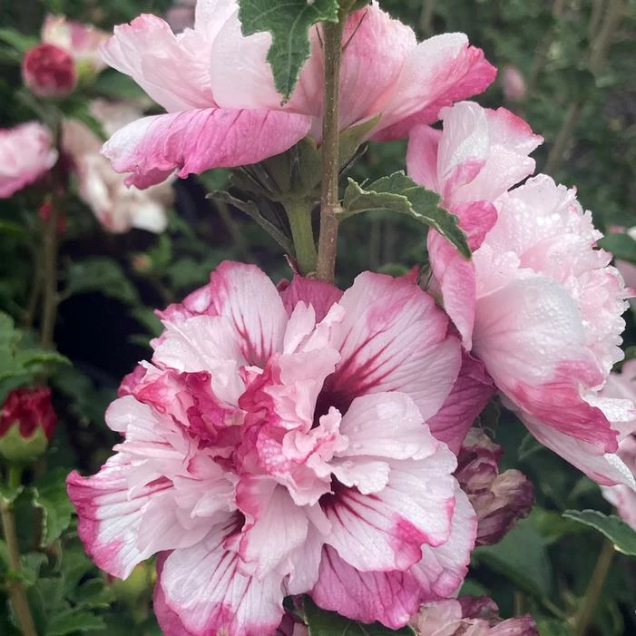 DANICA ALTHEA 4 DANICA ALTHEA - Image 2