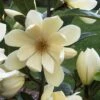 FAIRY MAGNOLIA® CREAM MAGNOLIA 1 FAIRY MAGNOLIA® CREAM MAGNOLIA -SOONER PLANT FARM Sales DETA2 5582