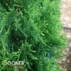 PRIVATE JET™ ARBORVITAE 1 PRIVATE JET™ ARBORVITAE -SOONER PLANT FARM Sales DETA2 5598