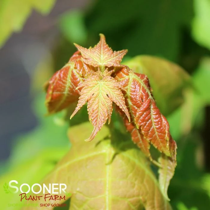 ARMSTRONG MAPLE 4 ARMSTRONG MAPLE - Image 2