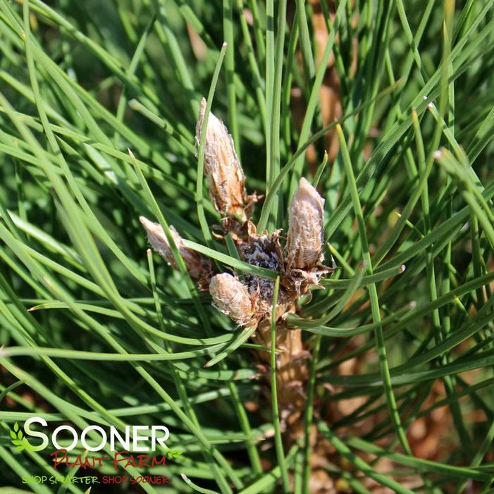 AUSTRIAN PINE 3 AUSTRIAN PINE