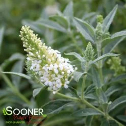 BUTTERFLY TOWERS™ WHITE BUTTERFLY BUSH -SOONER PLANT FARM Sales DETA2 5606