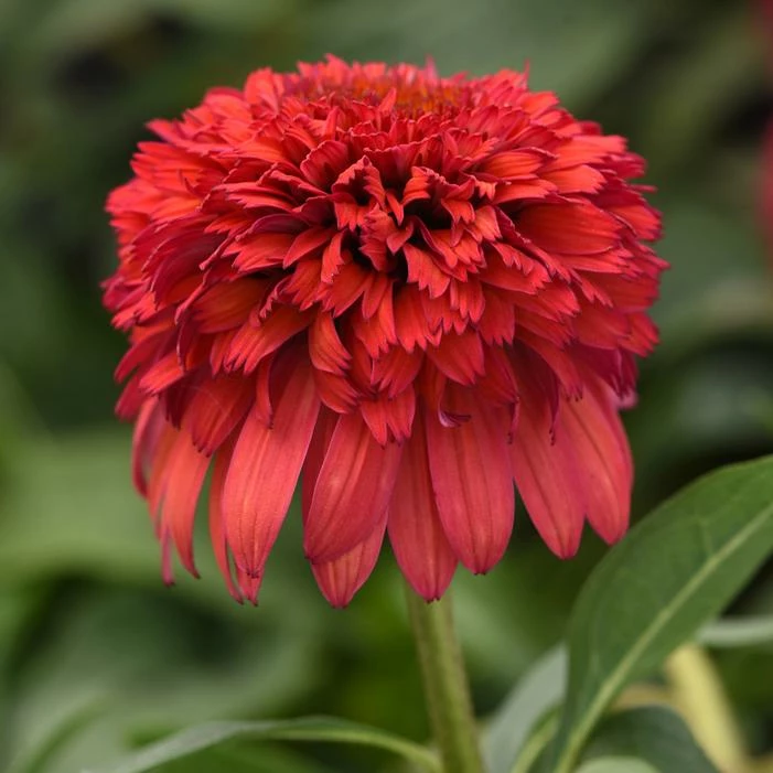 DOUBLE SCOOP™ RASPBERRY DELUXE CONEFLOWER 4 DOUBLE SCOOP™ RASPBERRY DELUXE CONEFLOWER - Image 2