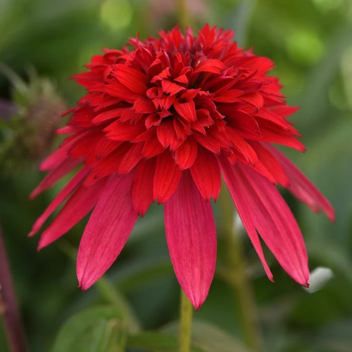 DOUBLE SCOOP™ STRAWBERRY DELUXE CONEFLOWER 3 DOUBLE SCOOP™ STRAWBERRY DELUXE CONEFLOWER