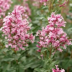 BLOOMERANG BALLETâ„¢ LILAC