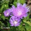 PEACHIE'S PICK STOKES ASTER 1 PEACHIE'S PICK STOKES ASTER -SOONER PLANT FARM Sales DETA2 578