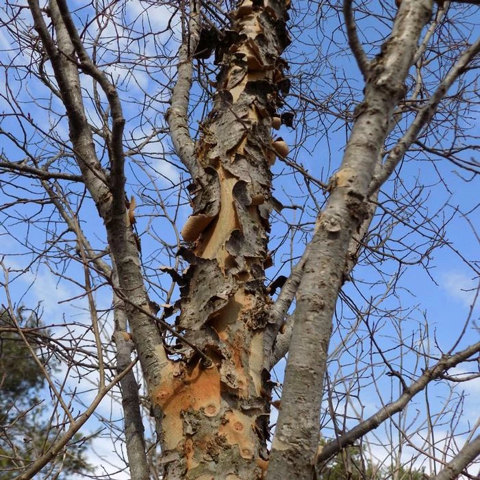 DANNASPIRE® COLUMNAR LACEBARK ELM 4 DANNASPIRE® COLUMNAR LACEBARK ELM - Image 2