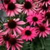 DARK SHADOWS™ WICKED CONEFLOWER -SOONER PLANT FARM Sales DETA2 5793