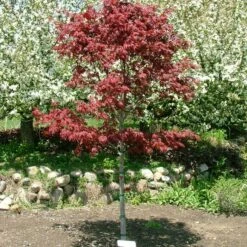 SAMURAI SWORD™ UPRIGHT JAPANESE MAPLE -SOONER PLANT FARM Sales DETA2 5799