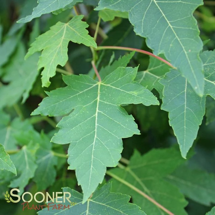 AUTUMN FANTASY® MAPLE 3 AUTUMN FANTASY® MAPLE