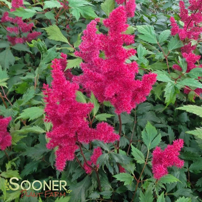 FANAL ASTILBE 4 FANAL ASTILBE - Image 2