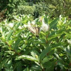 MAGICAL® MOONLIGHT BUTTONBUSH 8 MAGICAL® MOONLIGHT BUTTONBUSH -SOONER PLANT FARM Sales DETA2 5859