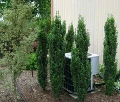 SKY PENCIL HOLLY -SOONER PLANT FARM Sales DETA2 637