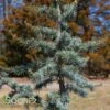 BLUE ATLAS CEDAR -SOONER PLANT FARM Sales DETA2 662