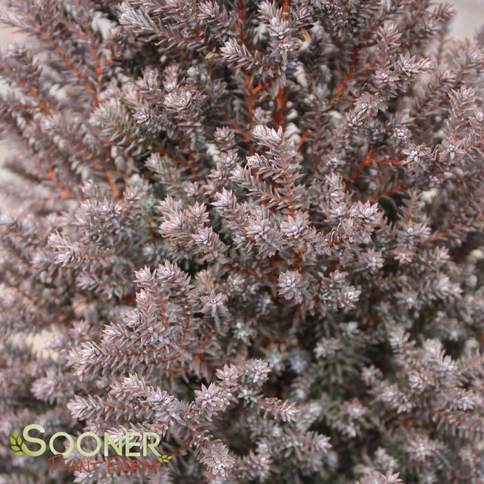 RED STAR ATLANTIC WHITE CEDAR 4 RED STAR ATLANTIC WHITE CEDAR - Image 2