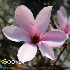 ANN MAGNOLIA -SOONER PLANT FARM Sales DETA2 686