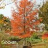 BALD CYPRESS -SOONER PLANT FARM Sales DETA2 7