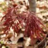 EVER RED WEEPING JAPANESE MAPLE 1 EVER RED WEEPING JAPANESE MAPLE -SOONER PLANT FARM Sales DETA2 711