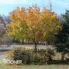 SHANTUNG MAPLE 2 SHANTUNG MAPLE -SOONER PLANT FARM Sales DETA2 72