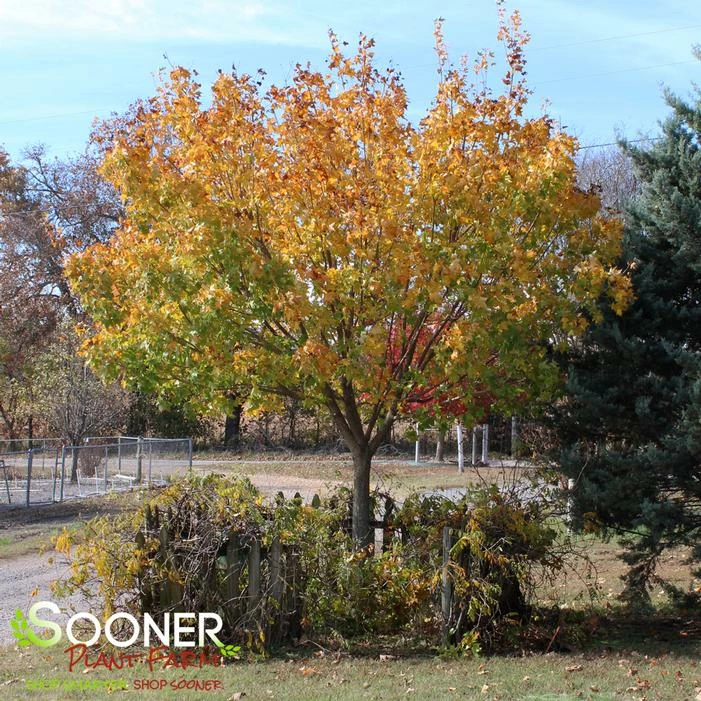 SHANTUNG MAPLE 3 SHANTUNG MAPLE