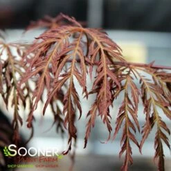 RED SELECT WEEPING JAPANESE MAPLE -SOONER PLANT FARM Sales DETA2 728