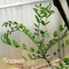 JAPANESE PAGODA TREE 2 JAPANESE PAGODA TREE -SOONER PLANT FARM Sales DETA2 97
