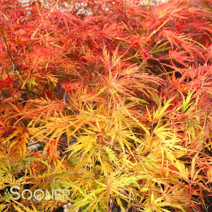 VIRIDIS WEEPING JAPANESE MAPLE 3 VIRIDIS WEEPING JAPANESE MAPLE