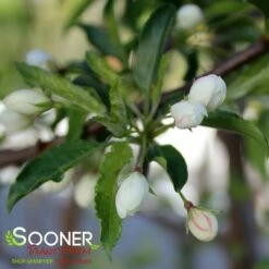 GOLDEN RAINDROPS® CRABAPPLE 9 GOLDEN RAINDROPS® CRABAPPLE -SOONER PLANT FARM Sales DETA3 1028